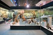 naturhistorisches museum der universitat zurich 8-2024 0970